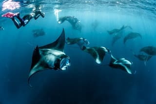 Snorkeling in Nusa Penida with Mantas and Kelingking Trip