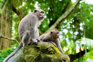 Ubud Monkey Forest, Temple with Jungle Swing & Rice Terrace Tour
