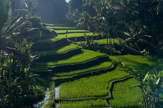 Best of Ubud: Monkey Forest, Rice terrace, Waterfalll, Temple