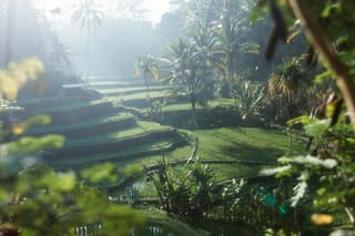 Ubud Monkey Forest, Rice Terrace, Water Temple, Waterfall & Swing