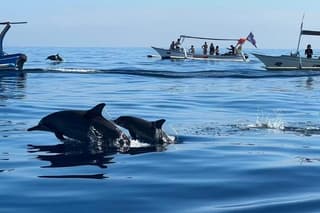 Lovina Bali Dolphin Watching Tour and Snorkeling