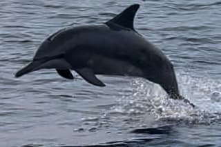 Sustainable Dolphin Watching in Pemuteran