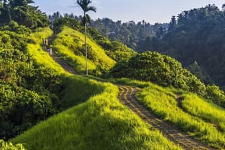Ubud Story Walking Tour by Spanish, Japanese, English Guide