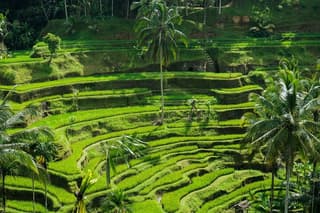 Bali: Amazing Ubud waterfall, Penglipuran village, & Tirta Empul