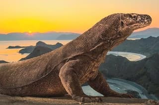 Komodo Island 2 Days 1 Night Tour with Flights from Bali