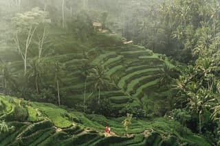 Ubud Private Tour: Monkey Forest, Rice Terrace, Temple, Waterfall