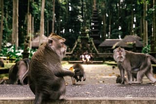 Ubud Highlights Tour: Nature, Culture & Sacred Temple Experience