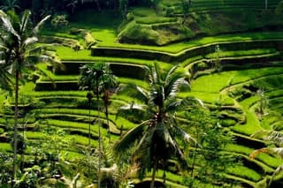 Private Ubud Day Tour: Temples, Rice Terraces & Hidden Waterfalls