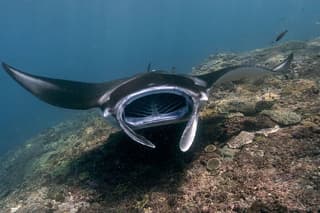 Start at Nusa Penida, Snorkeling Manta Rays & West Side Land Tour