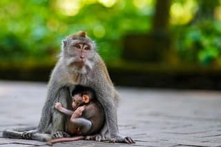 Ubud Highlight: Best of Ubud Private Day Tour with Local Guide