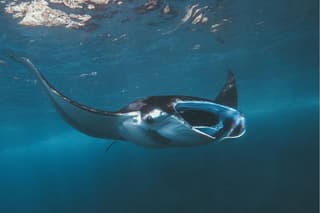 Snorkeling at Manta Point, the most chance to see Manta Rays