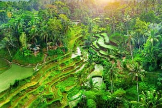 Ubud Jungle Adventure: Tirta Empul & Bali Swing