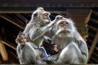 Discover Best of Ubud Day Tour with Private Guide
