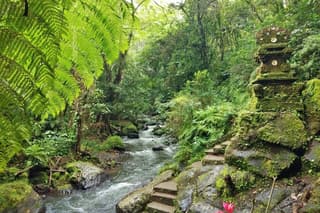 Free Private Bali Tour with Driver: Jungle Walk & Sacred Waters