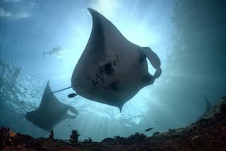 Snorkelling with manta rays in Nusa Penida