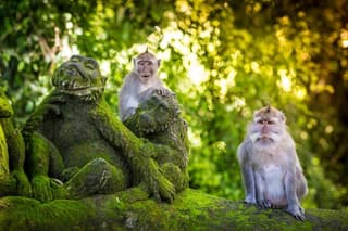 Ubud Tour - Best Of Ubud With Local Guide Private Tour