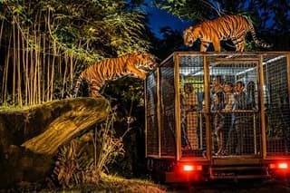 Bali Safari Journey Experience
