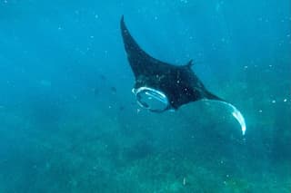 Nusa Penida Snorkeling Manta Point, Most chance to see Manta Rays