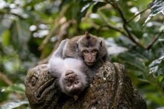 Private Bali Ubud Highlights Tour: Culture, Nature & Hidden Gems