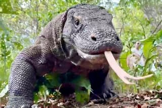 Komodo Tour Day Trip from Bali with Flight and Private Boat