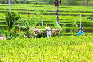 UNESCO Jatiluwih Rice Terrace Batukaru Temple Nature Tour