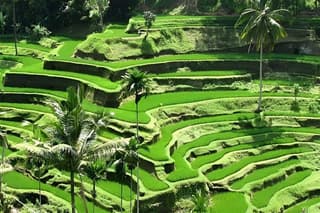 Ubud Highlights Tour Barong Dance, Waterfalls & Jungle Swing