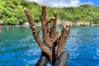 Coral Plant and Snorkel in Bali's Biggest Coral Restoration Site