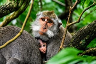Half Day Ubud Highlights with Monkey Forest, Waterfall and Temple