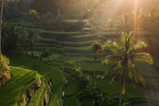 Ubud Culture and Nature Rice Terrace Water Temple Waterfalls
