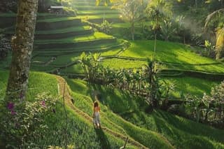 Best of Ubud: Rice Terrace, Waterfall, Sacred Temple, Art village