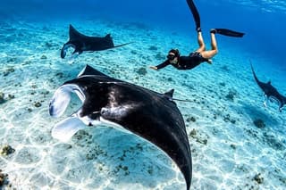 Lembongan Snorkeling Manta, Crystal Bay, Mangrove Point & Pick Up
