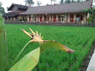 Rice padi Artha